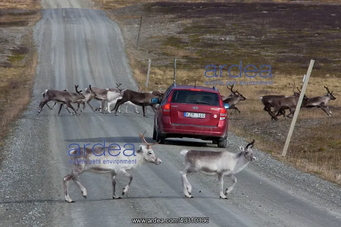 : 80197466 Reindeer - group crossing road Jaemtland : 80197466 Reindeer - group crossing road Jaemtland