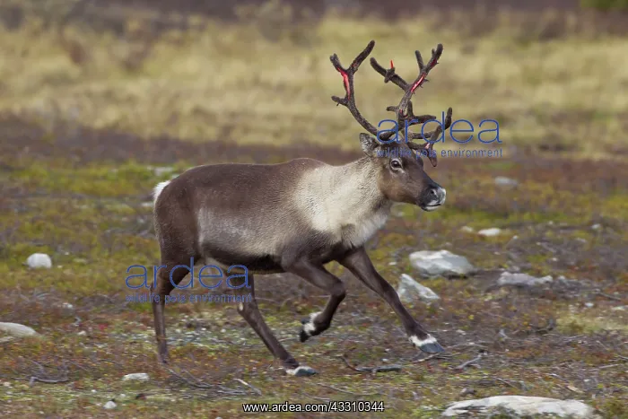 : 80197467 Reindeer - female running Jaemtland, Sweden : 80197467 Reindeer - female running Jaemtland, Sweden