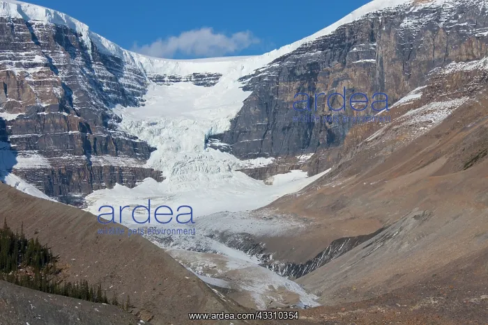 : 80197468 Dome-Glacier Jasper National Park, Alberta : 80197468 Dome-Glacier Jasper National Park, Alberta