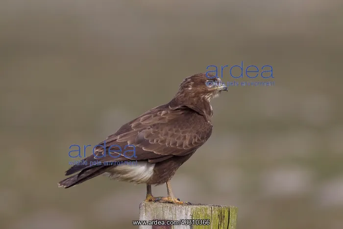 : 80197469 Buzzard - adult Gemany Buteo buteo Sven-Erik : 80197469 Buzzard - adult Gemany Buteo buteo Sven-Erik