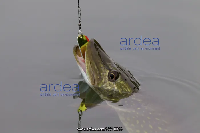 : 80197471 Northern Pike - caught on fishing line : 80197471 Northern Pike - caught on fishing line