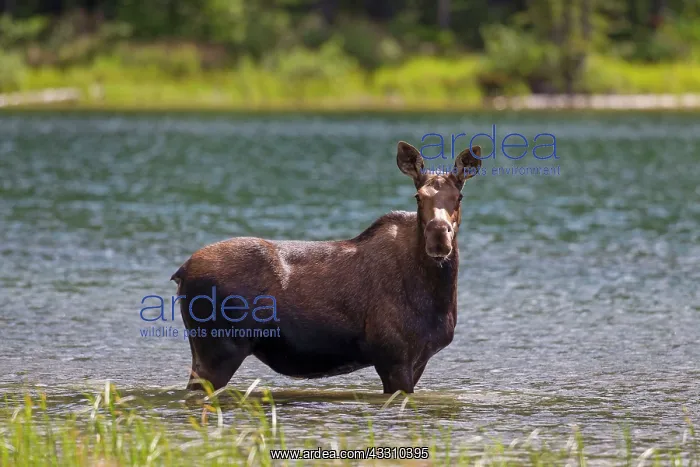 : 80197472 Moose - cow feeding on underwater vegetation : 80197472 Moose - cow feeding on underwater vegetation