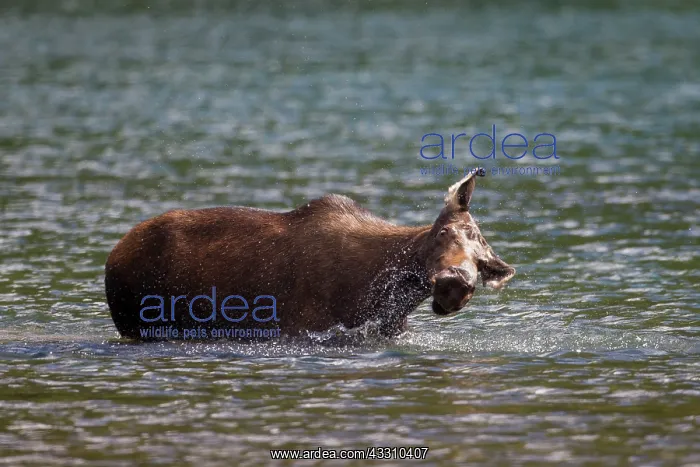 : 80197473 Moose - cow feeding on underwater vegetation : 80197473 Moose - cow feeding on underwater vegetation