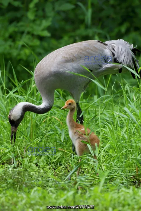: 80197475 Common Crane - adult with 10 day old young : 80197475 Common Crane - adult with 10 day old young