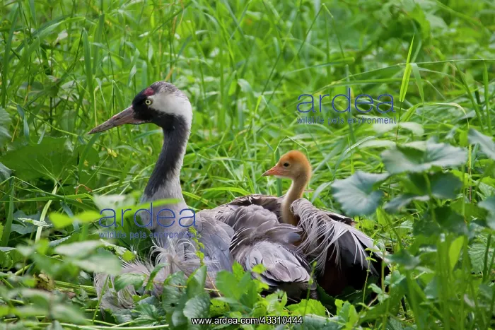 : 80197476 Common Crane - adult with 10 day old young : 80197476 Common Crane - adult with 10 day old young