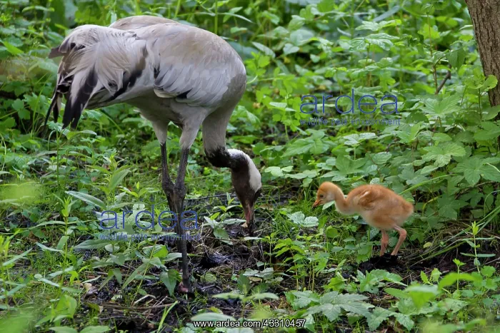 : 80197477 Common Crane - adult with 10 day old young : 80197477 Common Crane - adult with 10 day old young