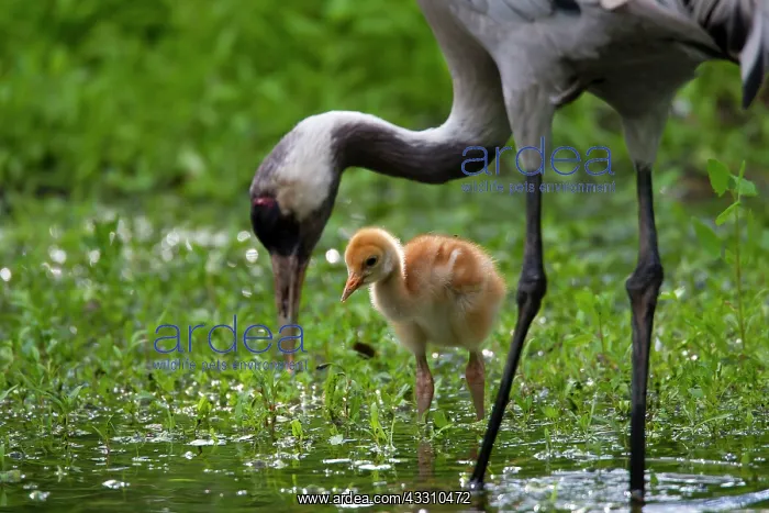 : 80197478 Common Crane - adult with 10 day old young : 80197478 Common Crane - adult with 10 day old young