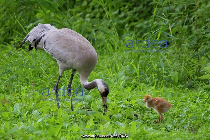 : 80197479 Common Crane - adult with 10 day old young : 80197479 Common Crane - adult with 10 day old young