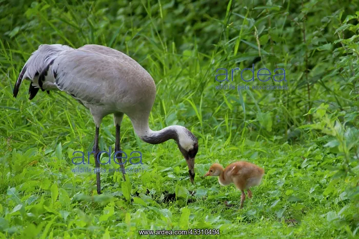 : 80197480 Common Crane - adult with 10 day old young : 80197480 Common Crane - adult with 10 day old young