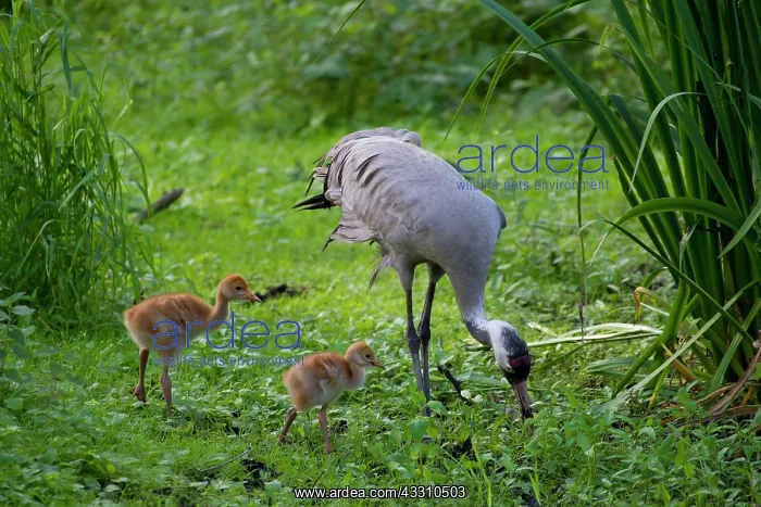 : 80197481 Common Crane - adult with 10 day old young : 80197481 Common Crane - adult with 10 day old young
