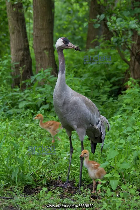 : 80197482 Common Crane - adult with 10 day old young : 80197482 Common Crane - adult with 10 day old young
