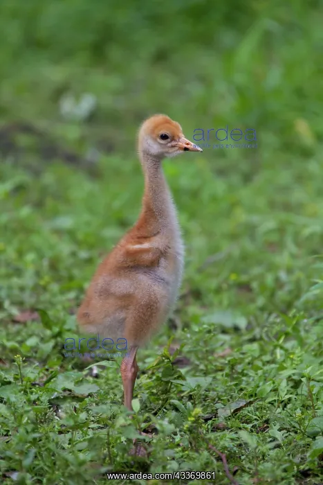 : 80197483 Common Crane - ten day old chick Germany : 80197483 Common Crane - ten day old chick Germany