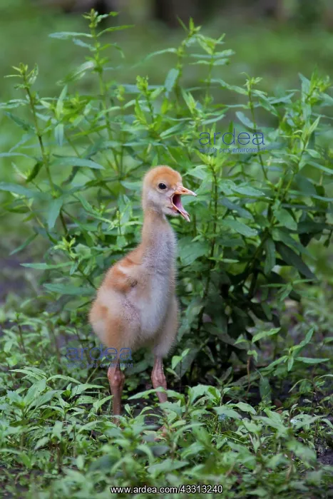 : 80197484 Common Crane - ten day old chick Germany : 80197484 Common Crane - ten day old chick Germany