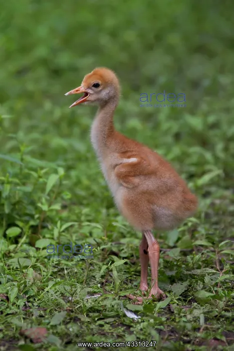 : 80197485 Common Crane - ten day old chick Germany : 80197485 Common Crane - ten day old chick Germany