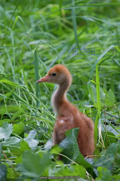 : 80197488 Common Crane - ten day old chick Germany : 80197488 Common Crane - ten day old chick Germany