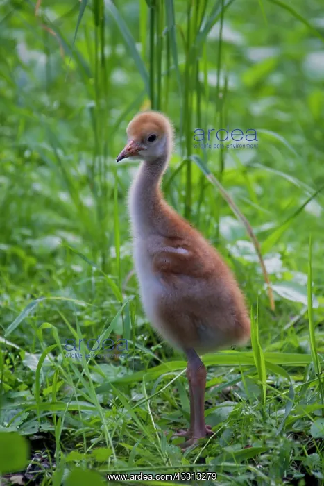 : 80197489 Common Crane - ten day old chick Germany : 80197489 Common Crane - ten day old chick Germany