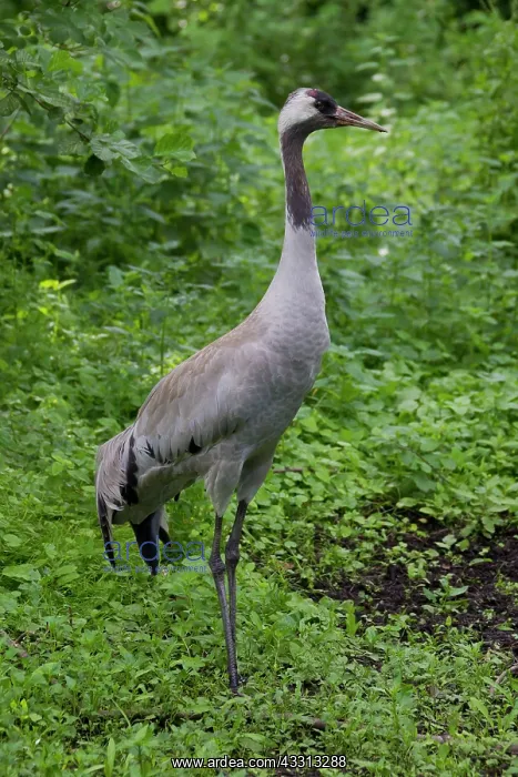 : 80197490 Common Crane - adult Germany Grus grus : 80197490 Common Crane - adult Germany Grus grus
