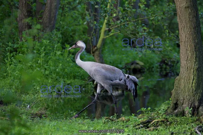 : 80197491 Common Crane - adult Germany Grus grus : 80197491 Common Crane - adult Germany Grus grus