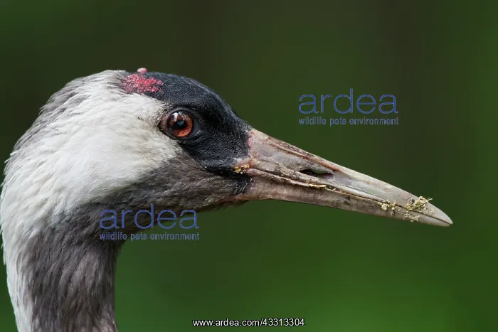 : 80197492 Common Crane - adult portrait Germany Grus : 80197492 Common Crane - adult portrait Germany Grus