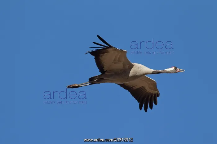 : 80197493 Common Crane - adult in flight Sweden Grus : 80197493 Common Crane - adult in flight Sweden Grus
