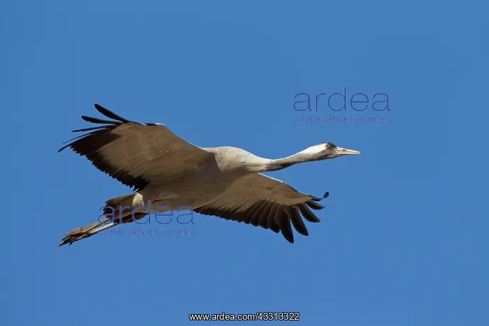 : 80197494 Common Crane - adult in flight Sweden Grus : 80197494 Common Crane - adult in flight Sweden Grus