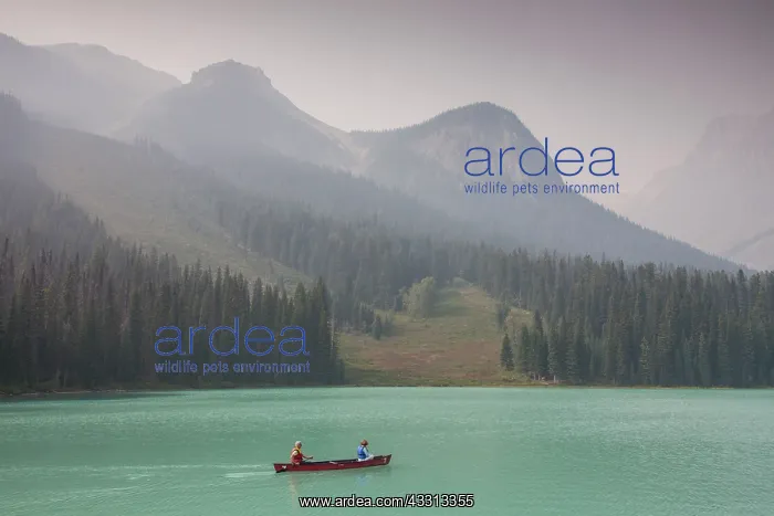 : 80197497 Rowing Boat Emerald Lake, Yoho National : 80197497 Rowing Boat Emerald Lake, Yoho National