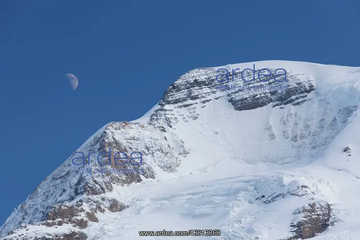 : 80197498 Mount Athabasca Jasper National Park, Alberta : 80197498 Mount Athabasca Jasper National Park, Alberta