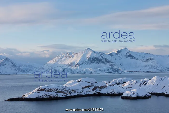 : 80197499 Snow capped Mountains - at the fjord of : 80197499 Snow capped Mountains - at the fjord of
