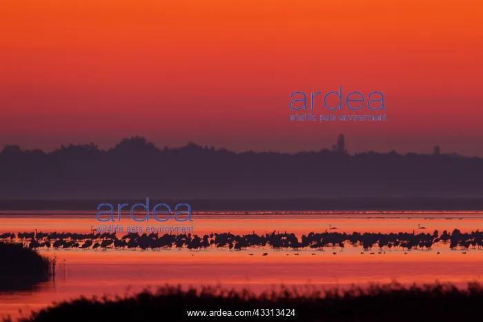 : 80197504 Common Crane - flock in flight silhouetted : 80197504 Common Crane - flock in flight silhouetted