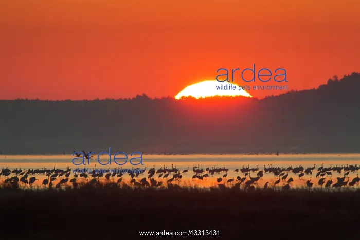 : 80197505 Common Crane - flock in flight silhouetted : 80197505 Common Crane - flock in flight silhouetted