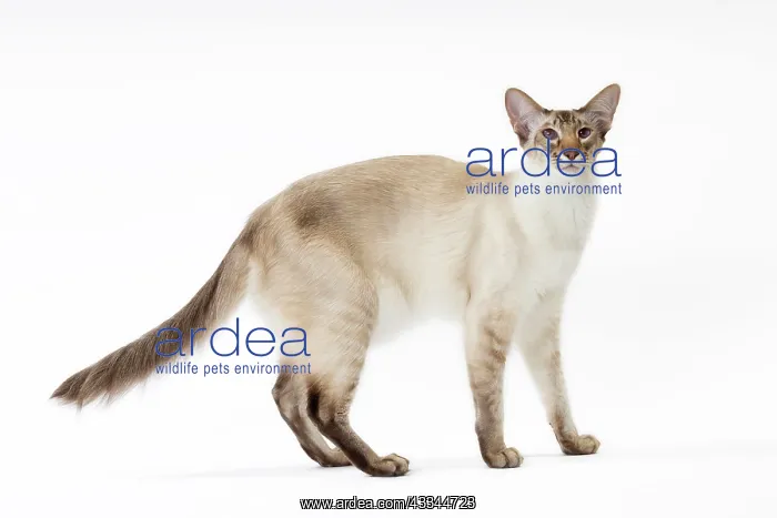 : 80197764 Cat - Balinese Chocolate Tabby Point Jean-Michel : 80197764 Cat - Balinese Chocolate Tabby Point Jean-Michel