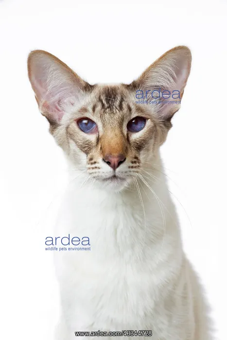 : 80197766 Cat - Balinese Chocolate Tabby Point Jean-Michel : 80197766 Cat - Balinese Chocolate Tabby Point Jean-Michel