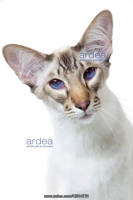 : 80197767 Cat - Balinese Chocolate Tabby Point Jean-Michel : 80197767 Cat - Balinese Chocolate Tabby Point Jean-Michel