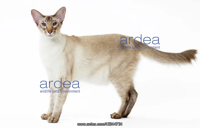 : 80197768 Cat - Balinese Chocolate Tabby Point Jean-Michel : 80197768 Cat - Balinese Chocolate Tabby Point Jean-Michel