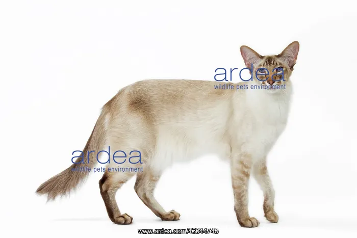 : 80197774 Cat - Balinese Chocolate Tabby Point Jean-Michel : 80197774 Cat - Balinese Chocolate Tabby Point Jean-Michel