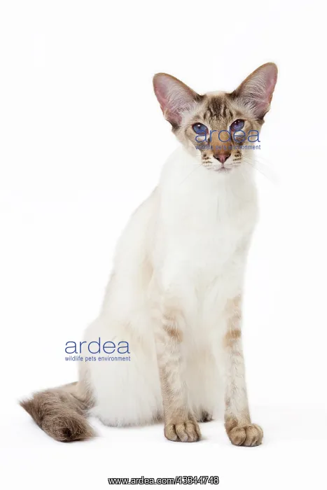 : 80197775 Cat - Balinese Chocolate Tabby Point Jean-Michel : 80197775 Cat - Balinese Chocolate Tabby Point Jean-Michel