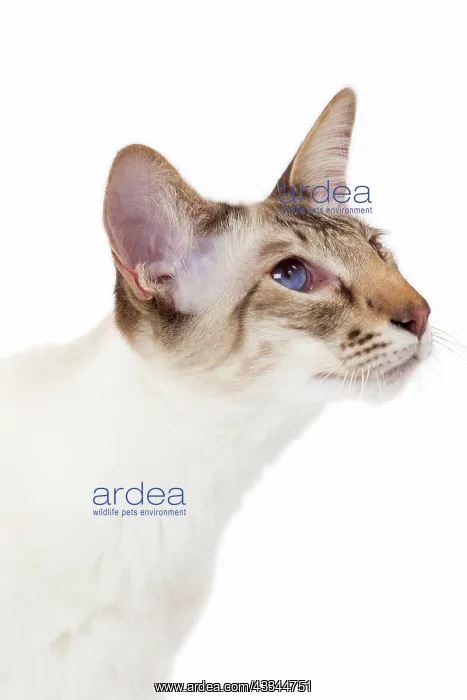 : 80197776 Cat - Balinese Chocolate Tabby Point Jean-Michel : 80197776 Cat - Balinese Chocolate Tabby Point Jean-Michel