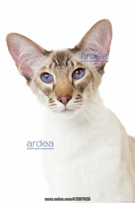 : 80197777 Cat - Balinese Chocolate Tabby Point Jean-Michel : 80197777 Cat - Balinese Chocolate Tabby Point Jean-Michel