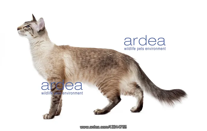  : 80197778 Cat - Balinese Seal Tabby Point Jean-Michel
