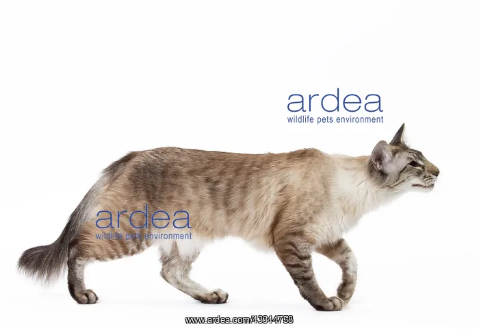 : 80197779 Cat - Balinese Seal Tabby Point Jean-Michel : 80197779 Cat - Balinese Seal Tabby Point Jean-Michel