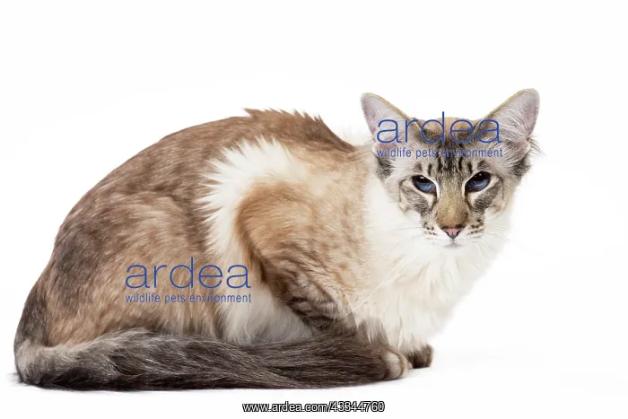 : 80197780 Cat - Balinese Seal Tabby Point Jean-Michel : 80197780 Cat - Balinese Seal Tabby Point Jean-Michel