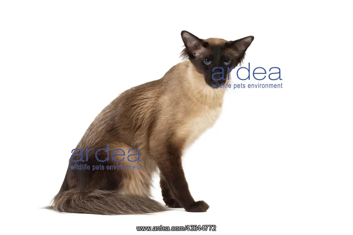 : 80197784 Cat - Balinese Seal Point Jean-Michel Labat : 80197784 Cat - Balinese Seal Point Jean-Michel Labat
