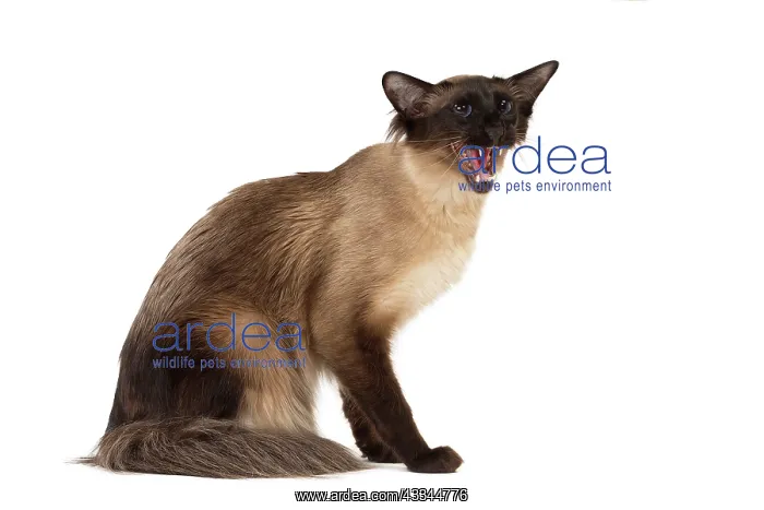 : 80197785 Cat - Balinese Seal Point Jean-Michel Labat : 80197785 Cat - Balinese Seal Point Jean-Michel Labat