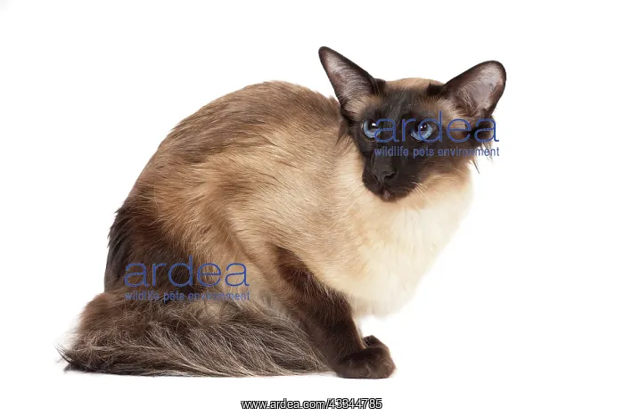 : 80197788 Cat - Balinese Seal Point Jean-Michel Labat : 80197788 Cat - Balinese Seal Point Jean-Michel Labat