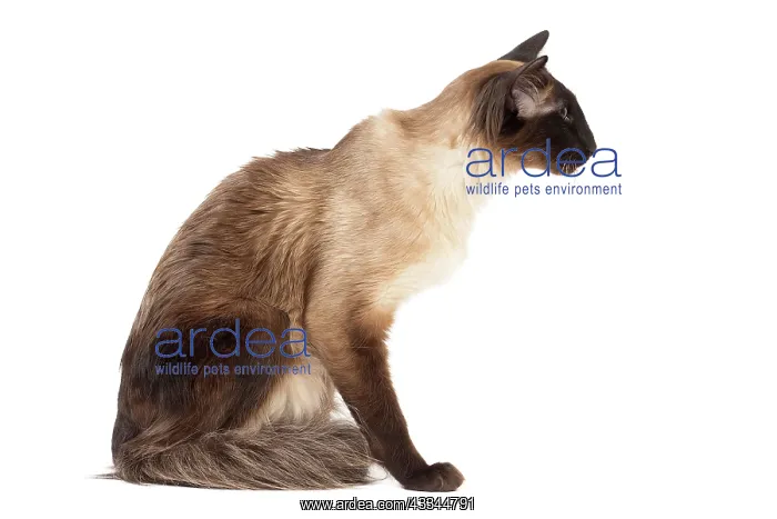 : 80197790 Cat - Balinese Seal Point Jean-Michel Labat : 80197790 Cat - Balinese Seal Point Jean-Michel Labat