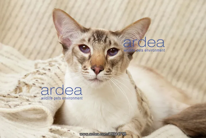 : 80197792 Cat - Balinese Chocolate Tabby Point Jean-Michel : 80197792 Cat - Balinese Chocolate Tabby Point Jean-Michel