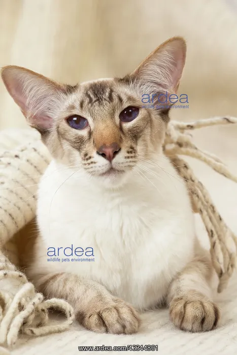 : 80197793 Cat - Balinese Chocolate Tabby Point Jean-Michel : 80197793 Cat - Balinese Chocolate Tabby Point Jean-Michel
