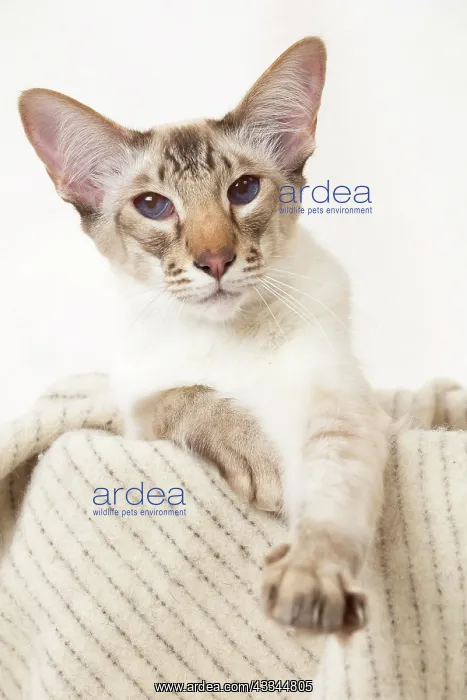 : 80197794 Cat - Balinese Chocolate Tabby Point Jean-Michel : 80197794 Cat - Balinese Chocolate Tabby Point Jean-Michel