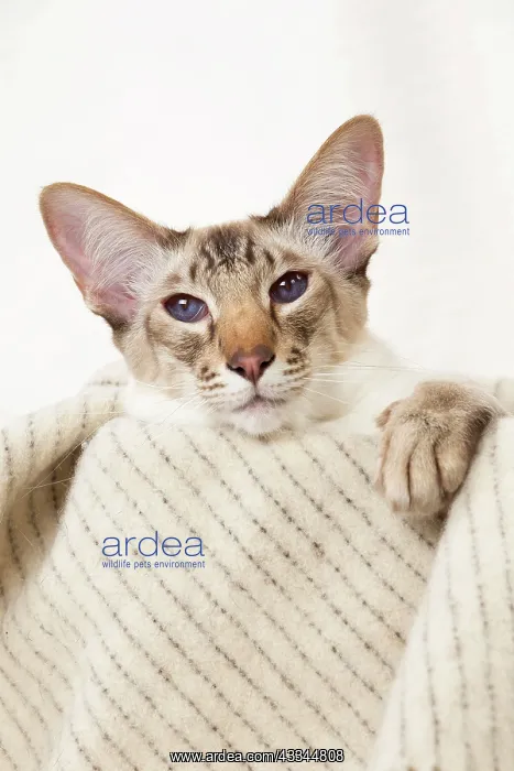 : 80197795 Cat - Balinese Chocolate Tabby Point Jean-Michel : 80197795 Cat - Balinese Chocolate Tabby Point Jean-Michel