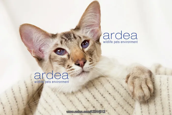 : 80197796 Cat - Balinese Chocolate Tabby Point Jean-Michel : 80197796 Cat - Balinese Chocolate Tabby Point Jean-Michel